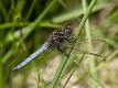 Orthetrum coerulescens male-223635